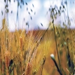 Diálogos y propuestas sobre el mundo rural