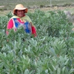 Buena producción de cultivos gracias a las lluvias en el Altiplano
