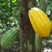 Cacao boliviano para el mundo