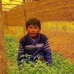 Calamarca: Jóvenes profesionales retornan a sus comunidades y promueven la agroecología
