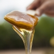 La miel, un dulce negocio con un amargo futuro