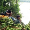 La producción campesino indígena: soporte alimentario y de salud integral en tiempos de coronavirus