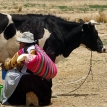 Producción de leche en tiempos de cuarentena por COVID-19