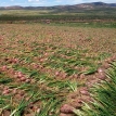 Familias de San Pedro de totora en Oruro diversifican su producción y proveen hortalizas en época de COVID-19