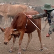 Cambio del modelo de producción ganadera para tierras bajas