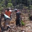 Sistemas agroforestales: contribución climática desde prácticas consolidadas