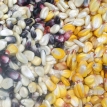 Semillas nativas: El corazón de la resiliencia alimentaria en Kereimba Iyaambae