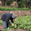 La pequeña propiedad productiva: el aporte invisible que sostiene la alimentación de Bolivia