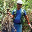 El asaí y el mal de Chagas